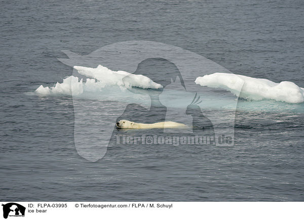 ice bear / FLPA-03995