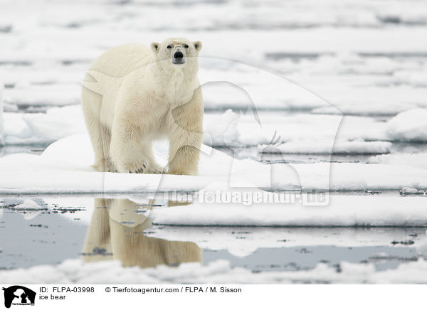ice bear / FLPA-03998