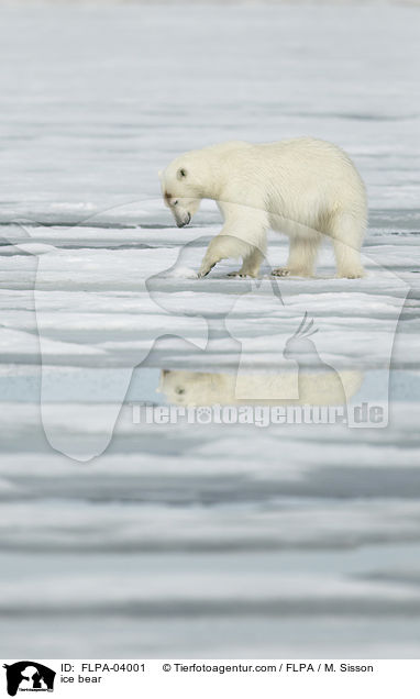 ice bear / FLPA-04001