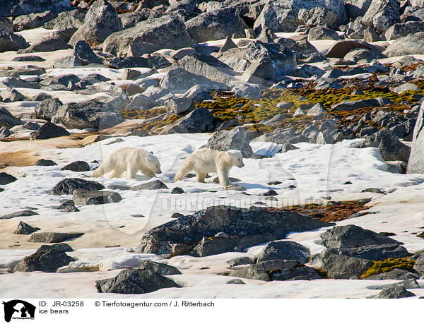 ice bears / JR-03258