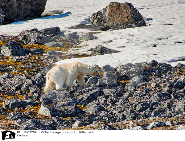 ice bear / JR-03259
