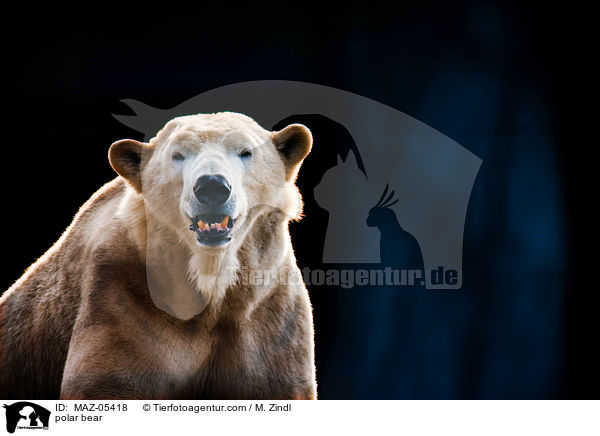polar bear / MAZ-05418