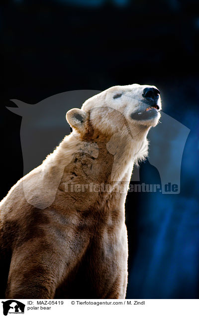 polar bear / MAZ-05419