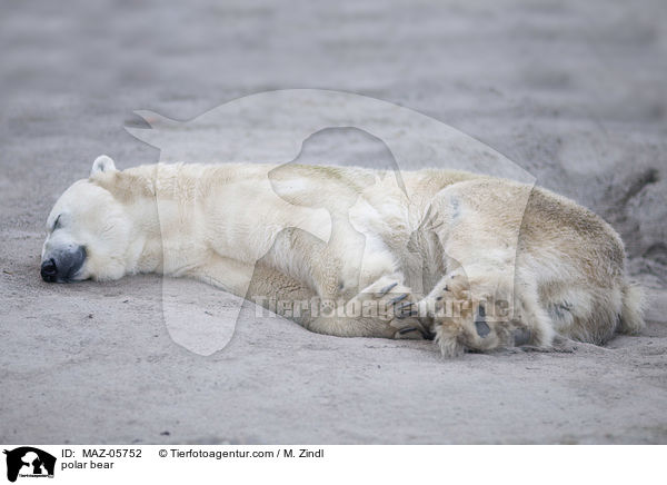 polar bear / MAZ-05752