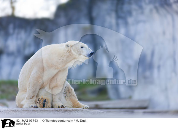 polar bear / MAZ-05753