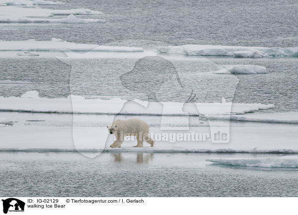 walking Ice Bear / IG-02129