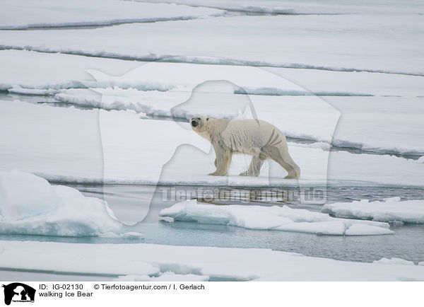 walking Ice Bear / IG-02130