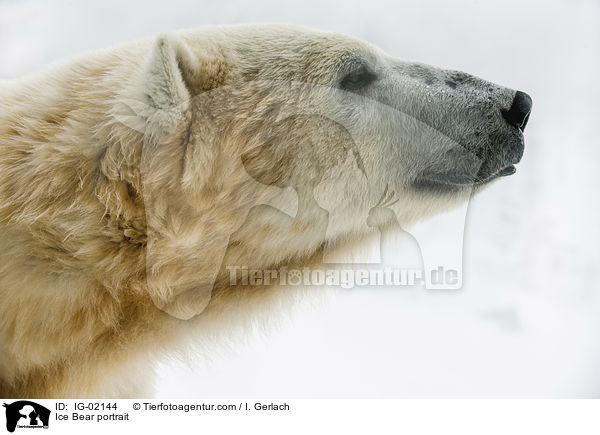 Ice Bear portrait / IG-02144