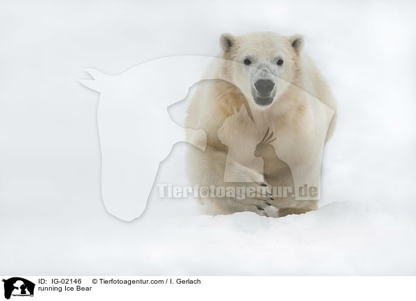 running Ice Bear / IG-02146