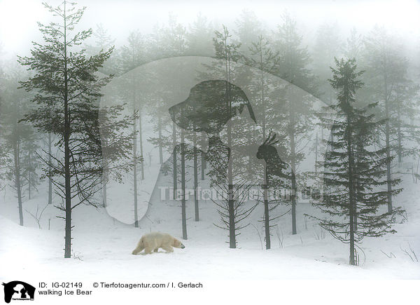 walking Ice Bear / IG-02149