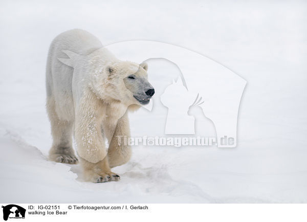 walking Ice Bear / IG-02151