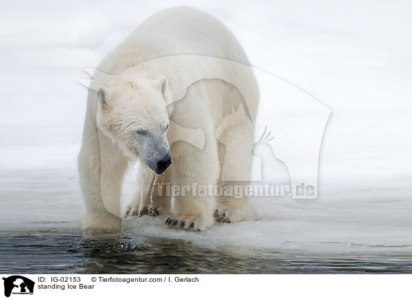 standing Ice Bear / IG-02153