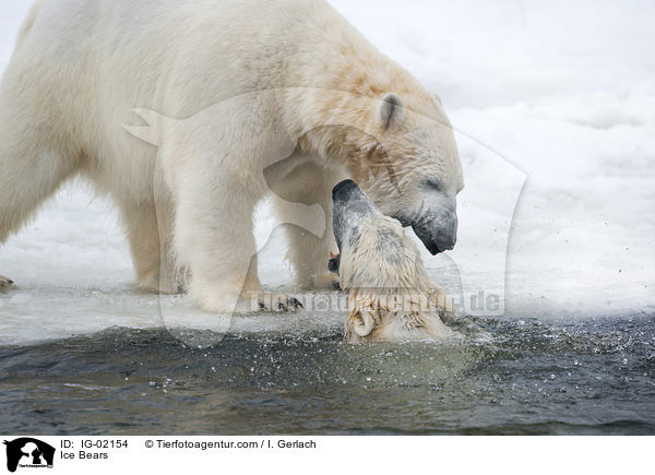 Ice Bears / IG-02154