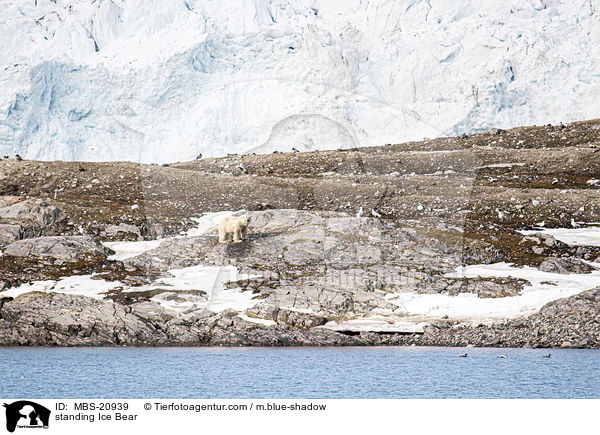 standing Ice Bear / MBS-20939