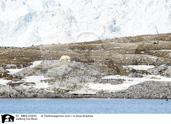 walking Ice Bear / MBS-20940