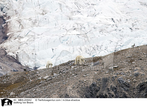 walking Ice Bears / MBS-20942