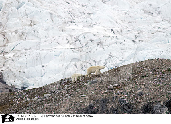 walking Ice Bears / MBS-20943
