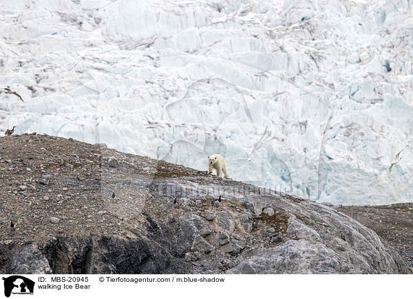 walking Ice Bear / MBS-20945