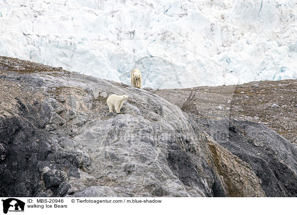 walking Ice Bears / MBS-20946