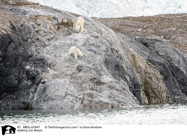 walking Ice Bears / MBS-20947