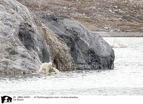 Ice Bears / MBS-20951