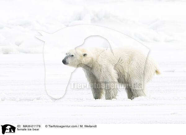 female ice bear / MAW-01178