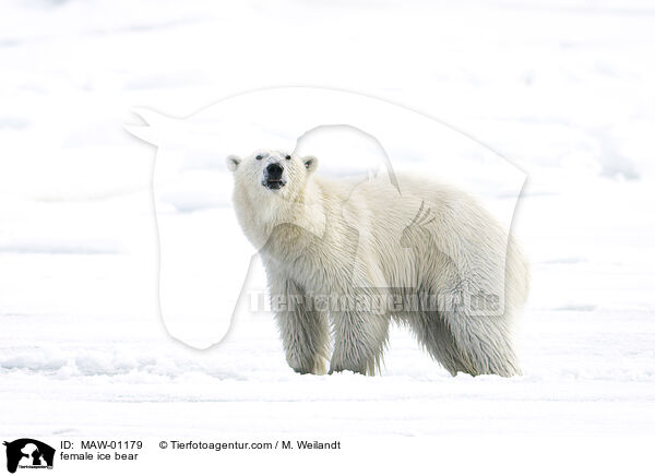 female ice bear / MAW-01179
