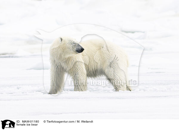 Eisbrin / female ice bear / MAW-01180
