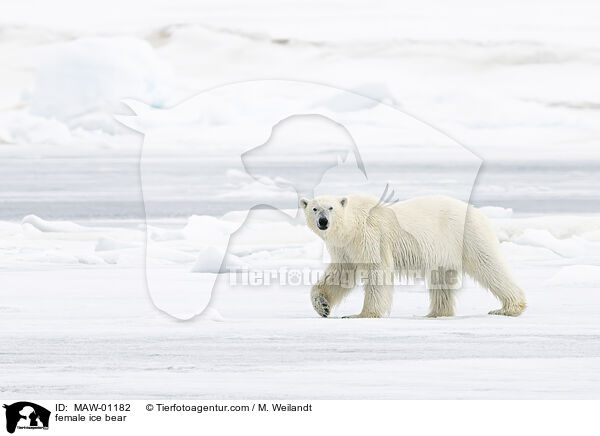 female ice bear / MAW-01182