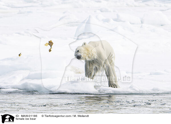 Eisbrin / female ice bear / MAW-01186