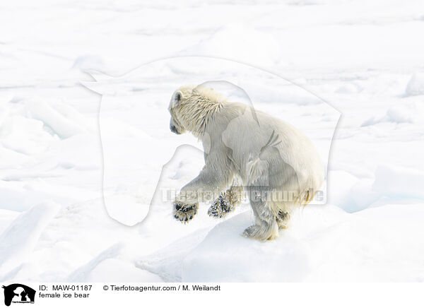 female ice bear / MAW-01187