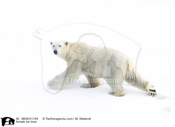 female ice bear / MAW-01194