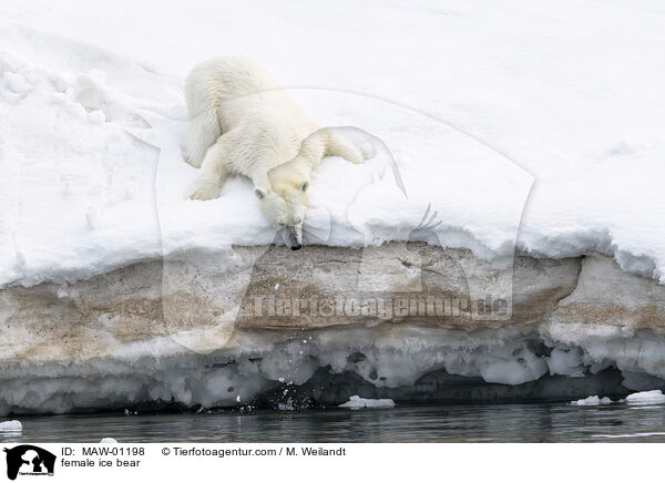 female ice bear / MAW-01198