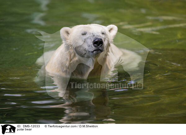Eisbr / polar bear / DMS-12033