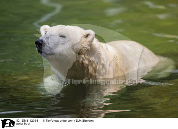 Eisbr / polar bear / DMS-12034