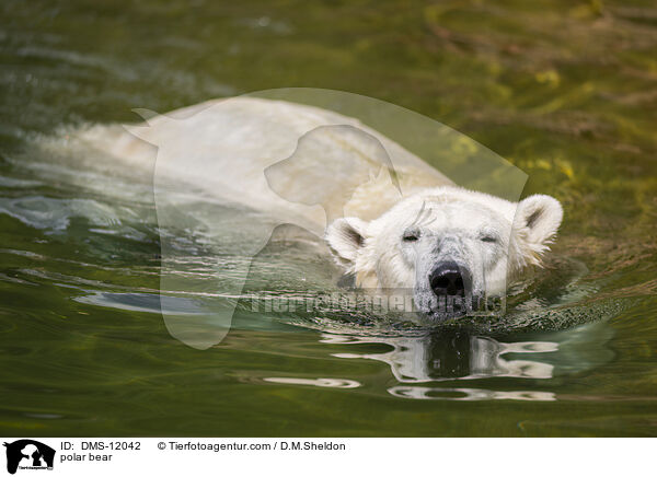 Eisbr / polar bear / DMS-12042