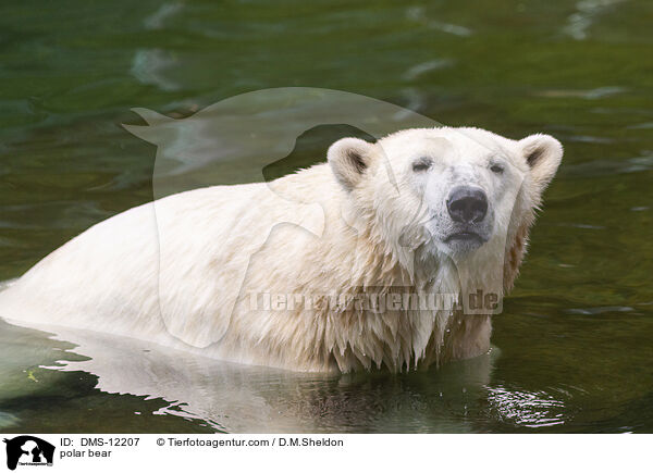 polar bear / DMS-12207