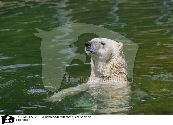 Eisbr / polar bear / DMS-12208