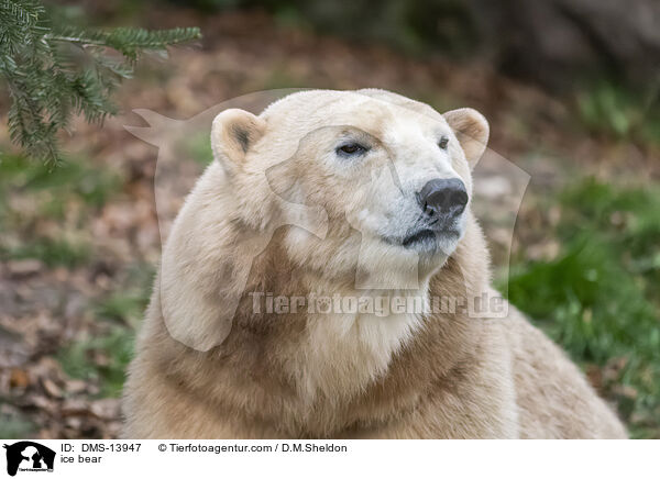 Eisbr / ice bear / DMS-13947