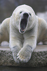 polar bear