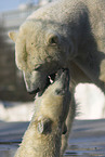 polar bear