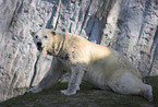 polar bear