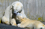 ice bears