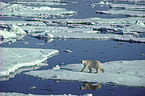 ice bear