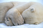 ice bear