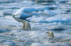 ice bears