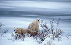 ice bears