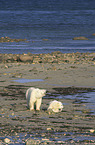 ice bears