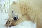 ice bear