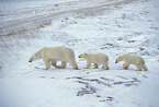 ice bears